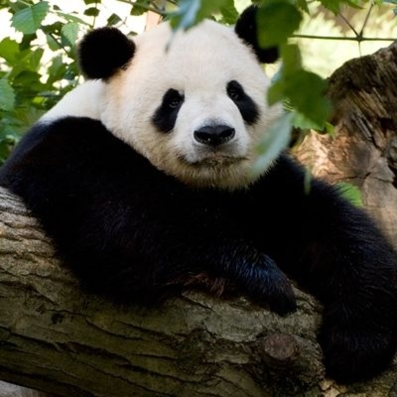 Meet your Posher, Marjorie - Picture 1 of 1